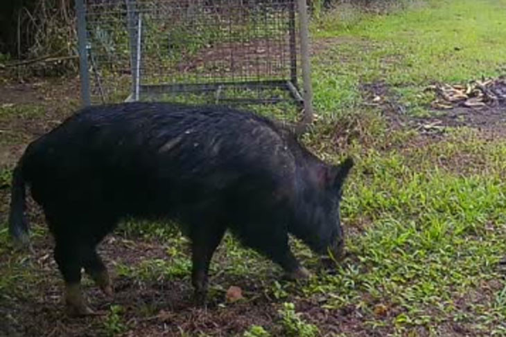 A feral pig approaches a set trap on the Cassowary Coast. Picture: Cassowary Coast Regional Council