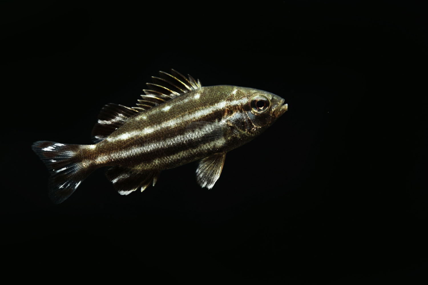Juvenile large scale grunter. Picture: Shutterstock