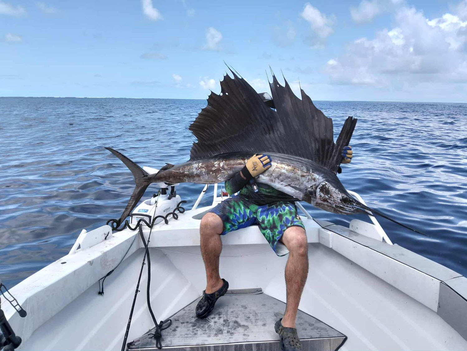 A generous sized sail fish.